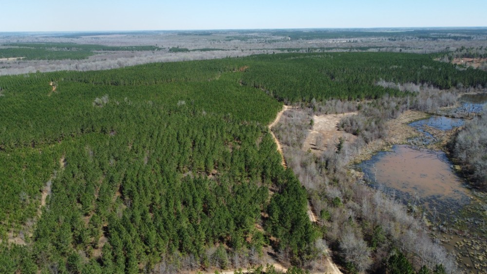 Pine Plantation on the bluff of Brushy Creek featured image