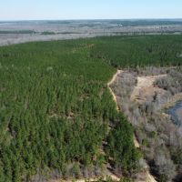 Pine Plantation on the bluff of Brushy Creek