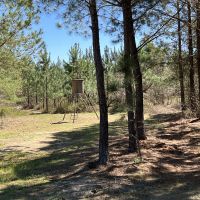 Pine Plantation on the bluff of Brushy Creek images 2