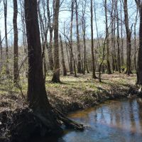 Pine Plantation on the bluff of Brushy Creek images 3