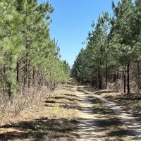 Pine Plantation on the bluff of Brushy Creek images 4