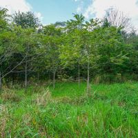 Adamsville Rd Lot 1 - 23 acres - Muskingum County images 2