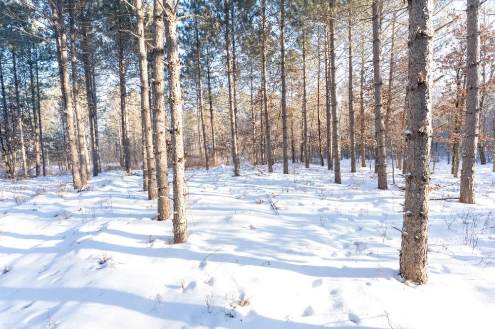 200-acre tract of land with a lot of diversity in Juneau County Wisconsin featured image