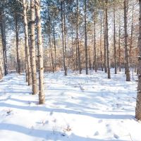 200-acre tract of land with a lot of diversity in Juneau County Wisconsin images 1