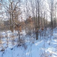 200-acre tract of land with a lot of diversity in Juneau County Wisconsin images 2