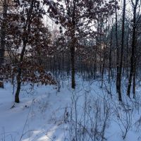 200-acre tract of land with a lot of diversity in Juneau County Wisconsin images 4