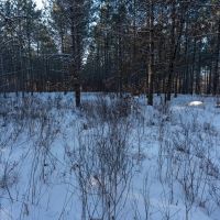 200-acre tract of land with a lot of diversity in Juneau County Wisconsin images 5