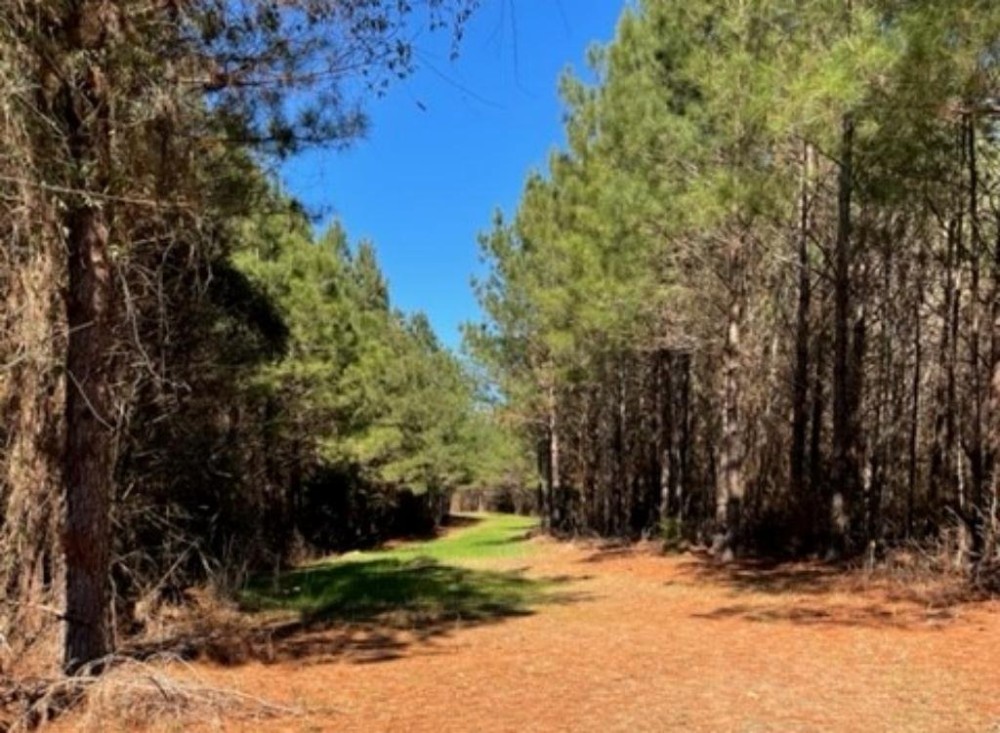 336 Acres Deer and Turkey Hunting Land Copiah County MS featured image