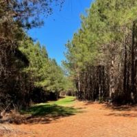 336 Acres Deer and Turkey Hunting Land Copiah County MS