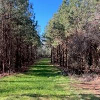 336 Acres Deer and Turkey Hunting Land Copiah County MS images 2
