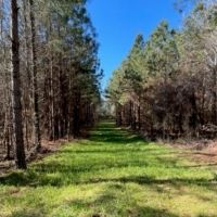 336 Acres Deer and Turkey Hunting Land Copiah County MS images 3