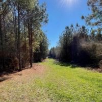 336 Acres Deer and Turkey Hunting Land Copiah County MS images 4