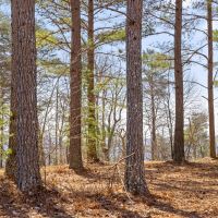 Recreational Land With State Park Frontage images 3