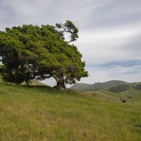 Sargent Ranch North images 2