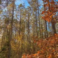 40 Acres Land for Sale Surrounded by National Forest SW MS images 4