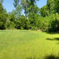 Riverfront Hunting Land for Sale Port Gibson MS images 2