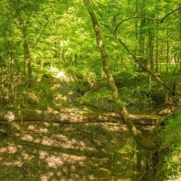 Riverfront Hunting Land for Sale Port Gibson MS images 3