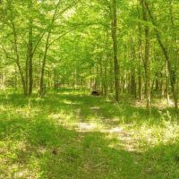 Riverfront Hunting Land for Sale Port Gibson MS images 4
