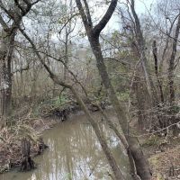 265 Acres Land for Sale Oberlin Allen Parish LA images 4