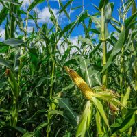 Adamsville Rd Lot 5 - 24 acres - Muskingum County images 3
