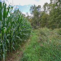 Adamsville Rd Lot 5 - 24 acres - Muskingum County images 4