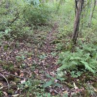 Taffy Run Rd. Beaver County 65 Acres images 2