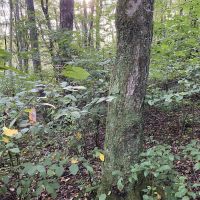 Taffy Run Rd. Beaver County 65 Acres images 3