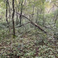 Taffy Run Rd. Beaver County 65 Acres images 4
