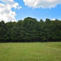 35 - AC PASTURE WOODS - BUILDING SITE GREAT HUNTING images 2