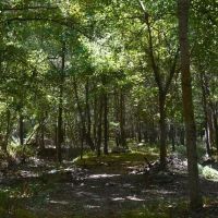 35 - AC PASTURE WOODS - BUILDING SITE GREAT HUNTING images 3