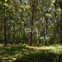35 - AC PASTURE WOODS - BUILDING SITE GREAT HUNTING images 4