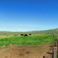 Little Rosie Ranch images 4