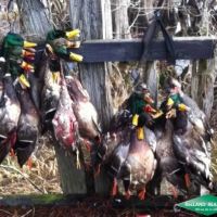 369 ac - Duck Deer Hunting in North Union Parish images 2
