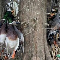 369 ac - Duck Deer Hunting in North Union Parish images 3