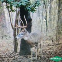 369 ac - Duck Deer Hunting in North Union Parish images 4