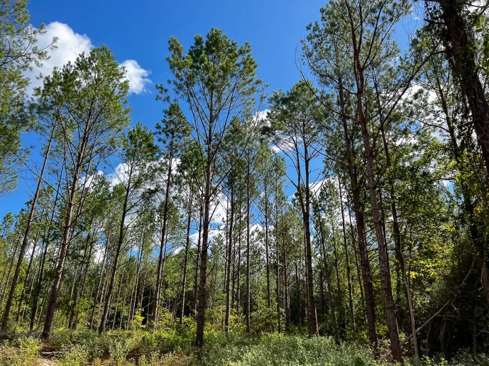 78 Acres T-5 CR 364 featured image