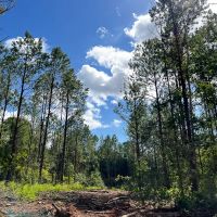 78 Acres T-5 CR 364 images 3