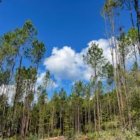78 Acres T-5 CR 364 images 5