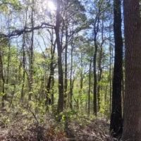 28.5 ac - Timberland with Home Site Potential images 2