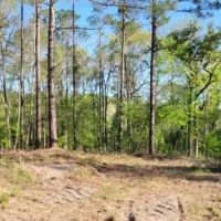 28.5 ac - Timberland with Home Site Potential images 3