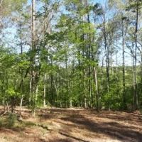 28.5 ac - Timberland with Home Site Potential images 4