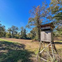 450 Acres Hunting Land Camp for Sale in Wilkinson Co. MS
