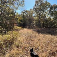 Wooded Tract Backing to Corps images 2