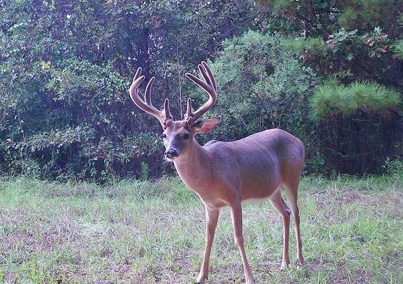 402 Acre Turnkey Hunting Tract Camp for Sale Adams Co. MS featured image
