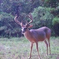 402 Acre Turnkey Hunting Tract Camp for Sale Adams Co. MS