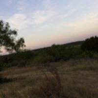Connaway Quail, Dove & Whitetail Deer hunts