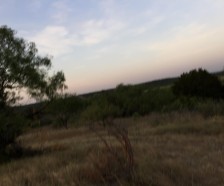 Connaway Quail, Dove & Whitetail Deer hunts
