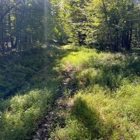 Dinner Bell Rd. Fayette County - 203 acres images 3