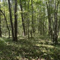 Dinner Bell Rd. Fayette County - 203 acres images 4