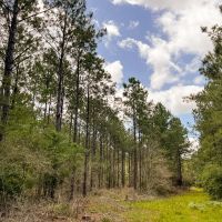 43 Acres T-7 Kelley Road images 4